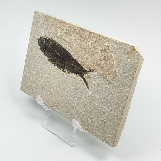 Fish Fossil
