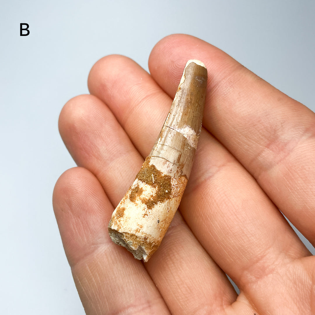 Fossilized Spinosaurus Tooth Specimen-Rocks and Gems Canada