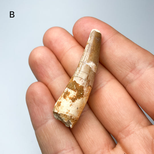 Fossilized Spinosaurus Tooth Specimen-Rocks and Gems Canada