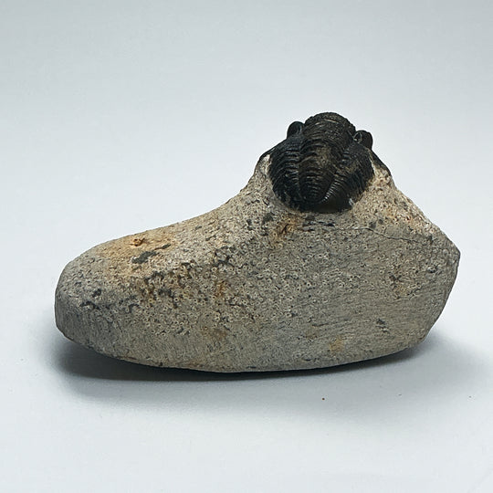 Trilobite Proetus Fossil