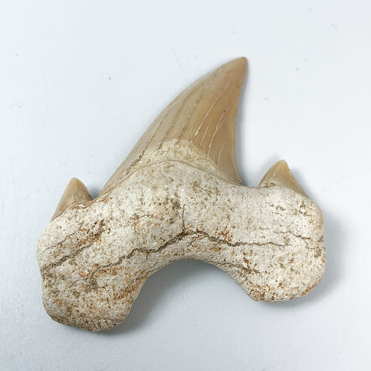 Fossilized Otodus/Lamna Shark Tooth Specimen