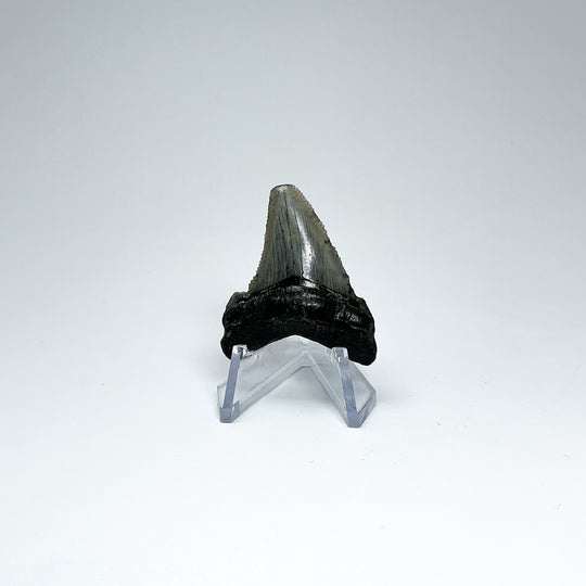 Fossilized Shark Tooth Specimen: Early Megalodon - Rocks and Gems Canada