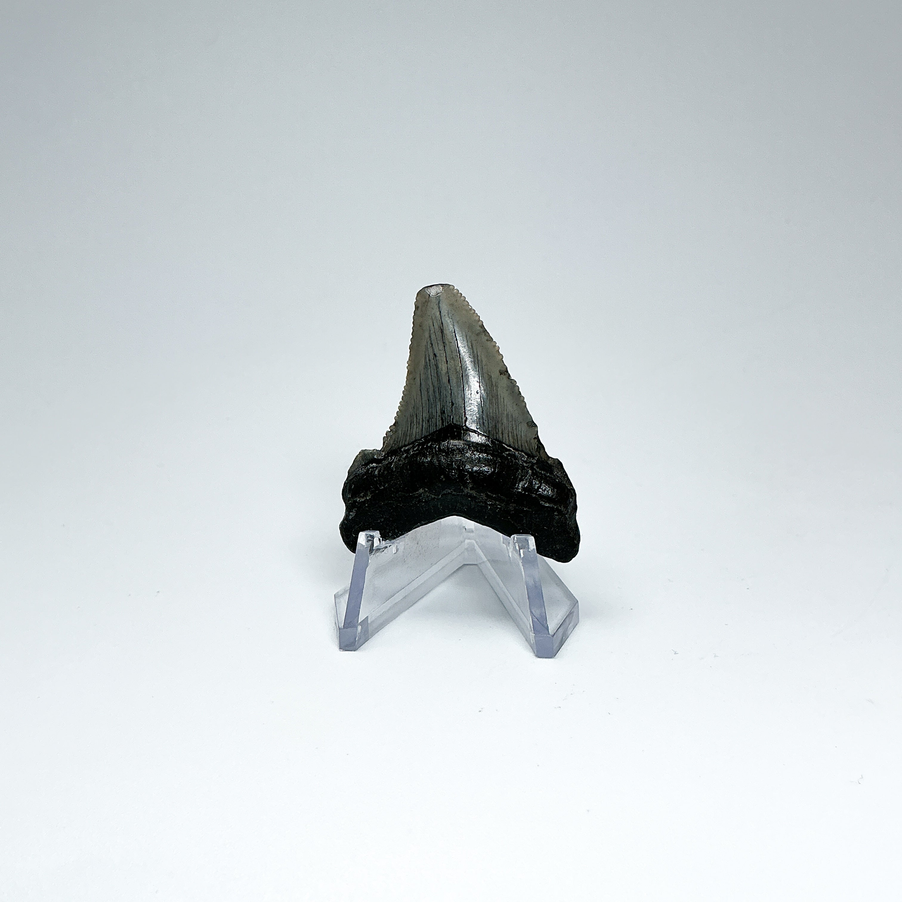 Fossilized Shark Tooth Specimen: Early Megalodon - Rocks and Gems Canada