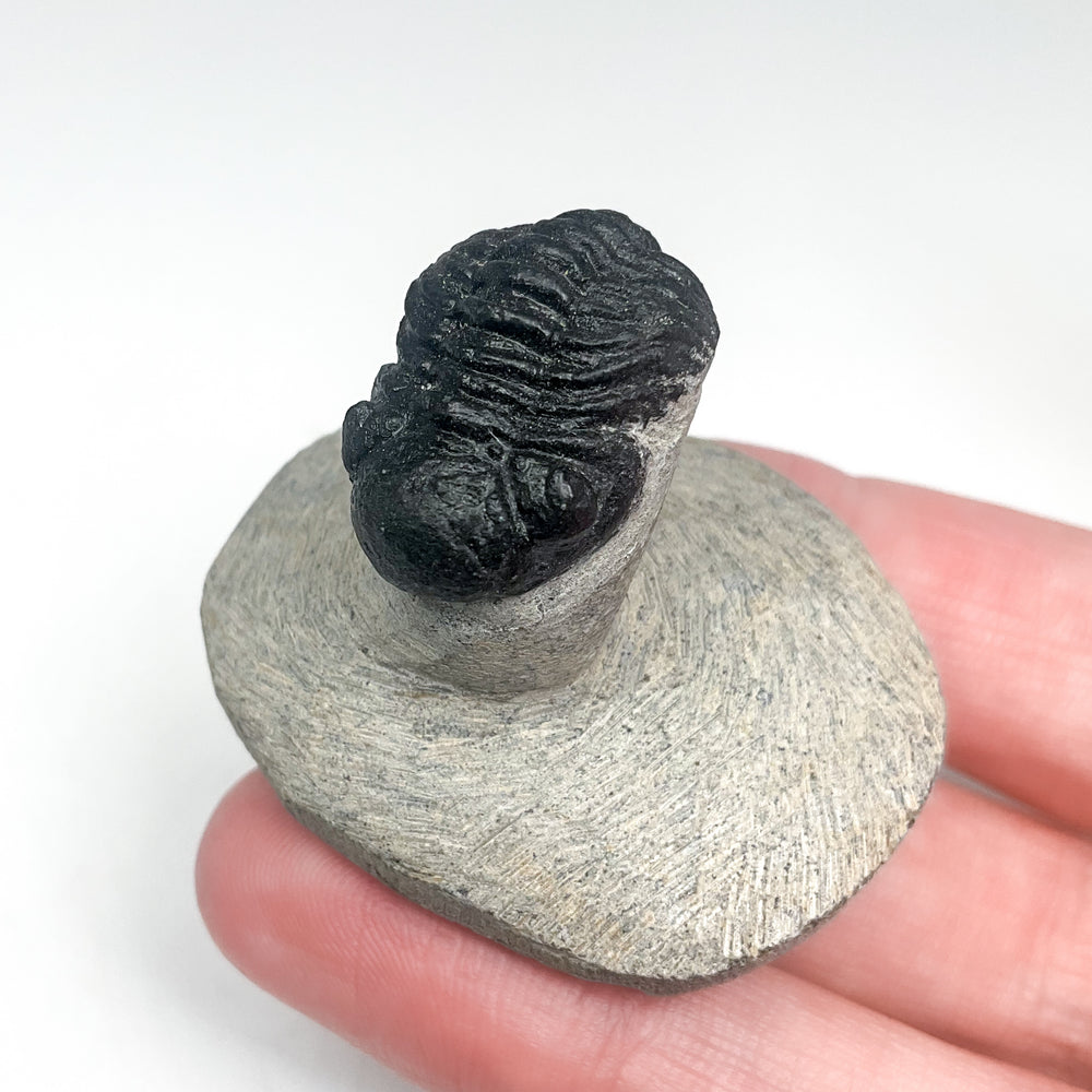 Trilobite Proetus Fossil
