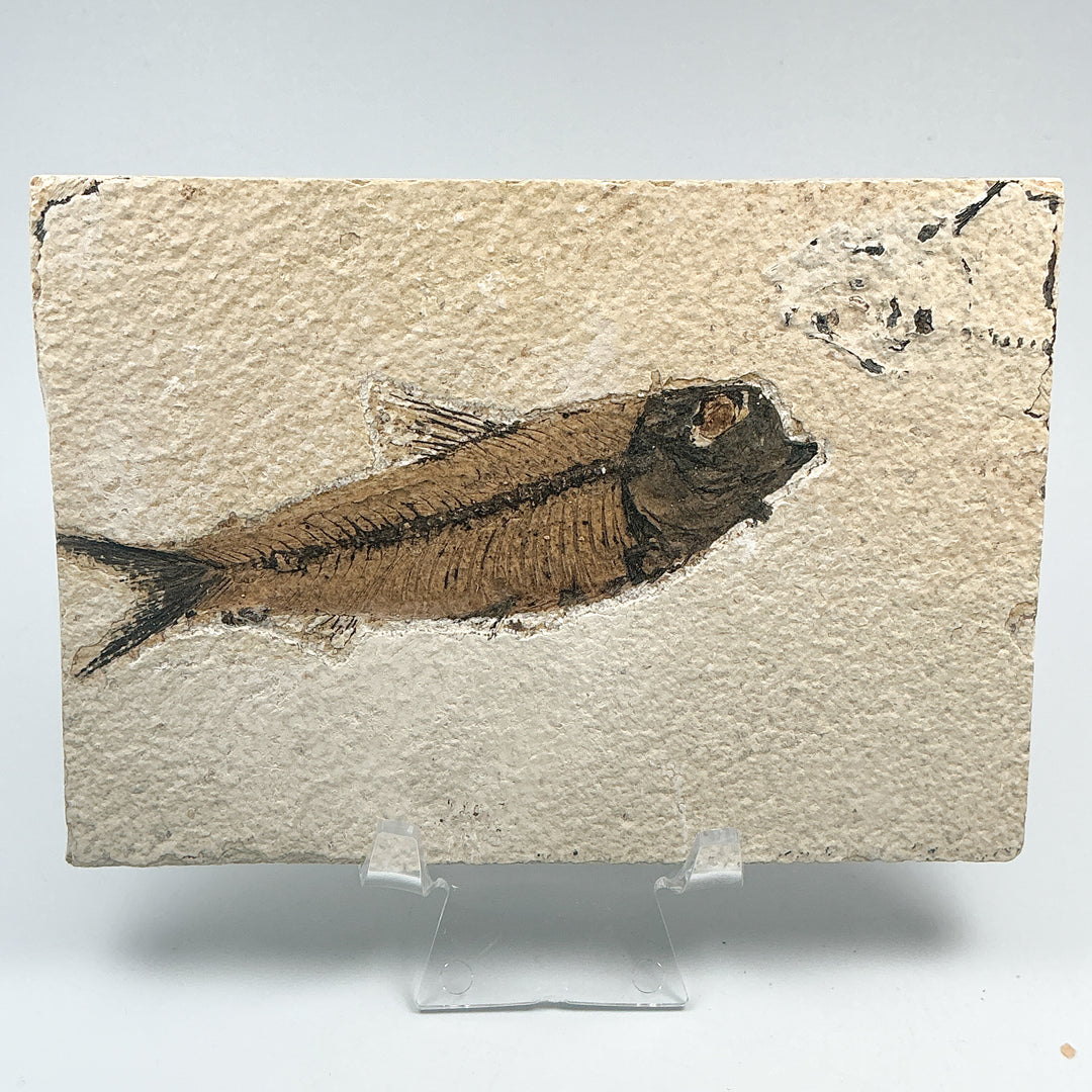 Fish Fossil