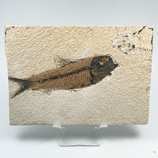 Fish Fossil