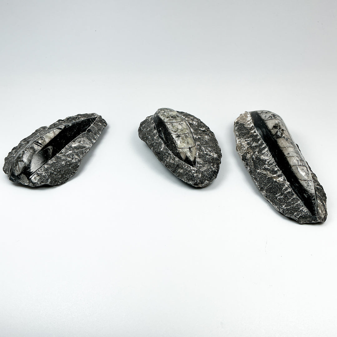 Polished Orthoceras Fossil in Matrix