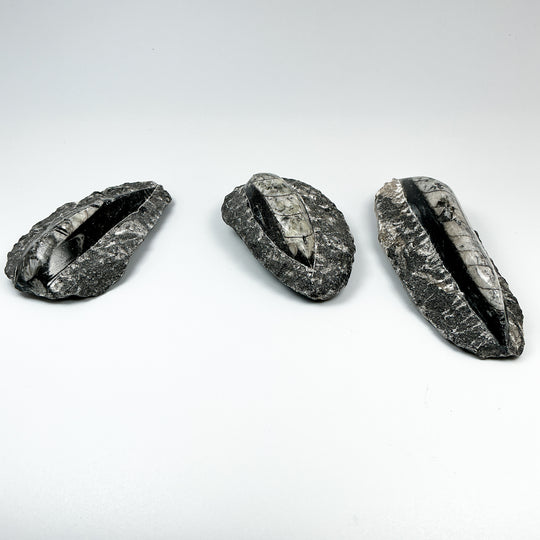 Polished Orthoceras Fossil in Matrix