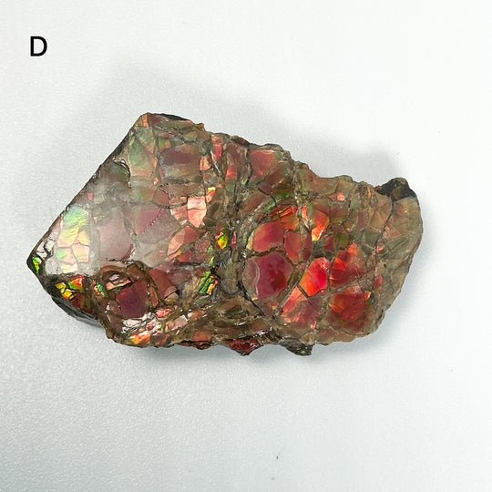 Ammolite Specimen