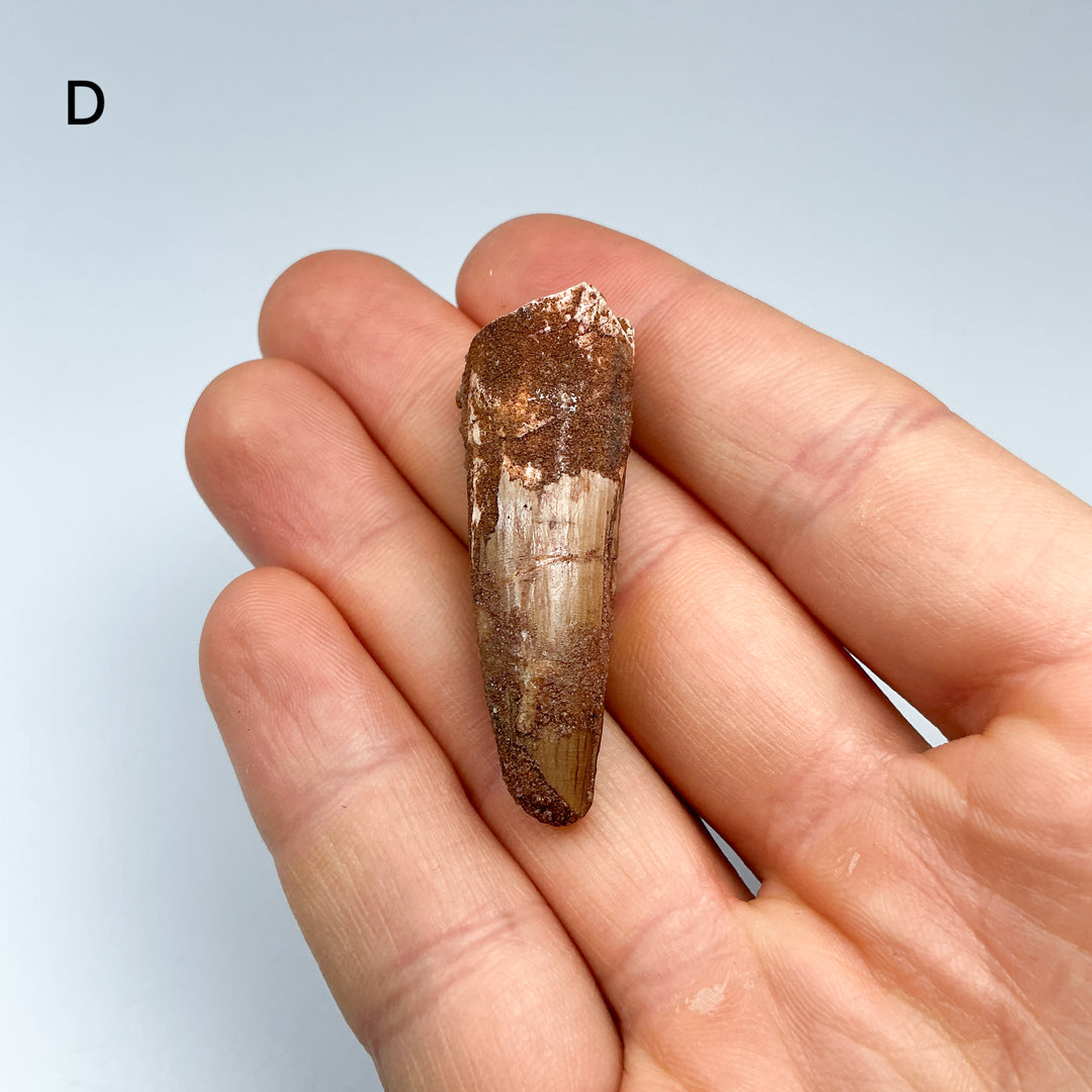 Fossilized Spinosaurus Tooth Specimen