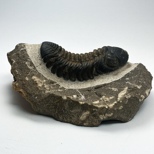 Trilobite Drotops Fossil