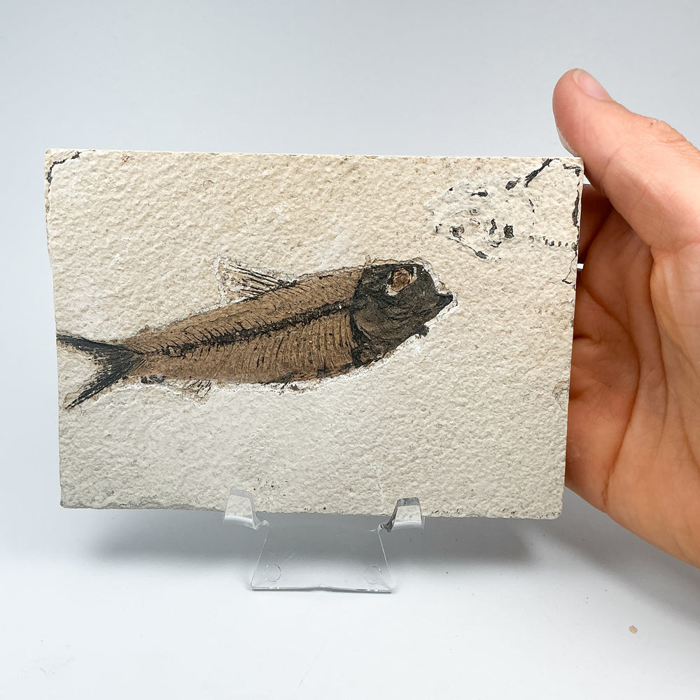 Fish Fossil