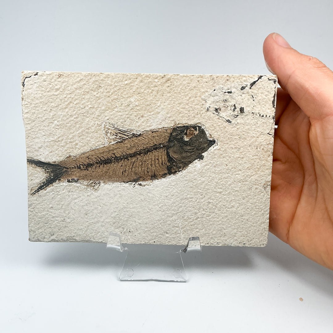 Fish Fossil