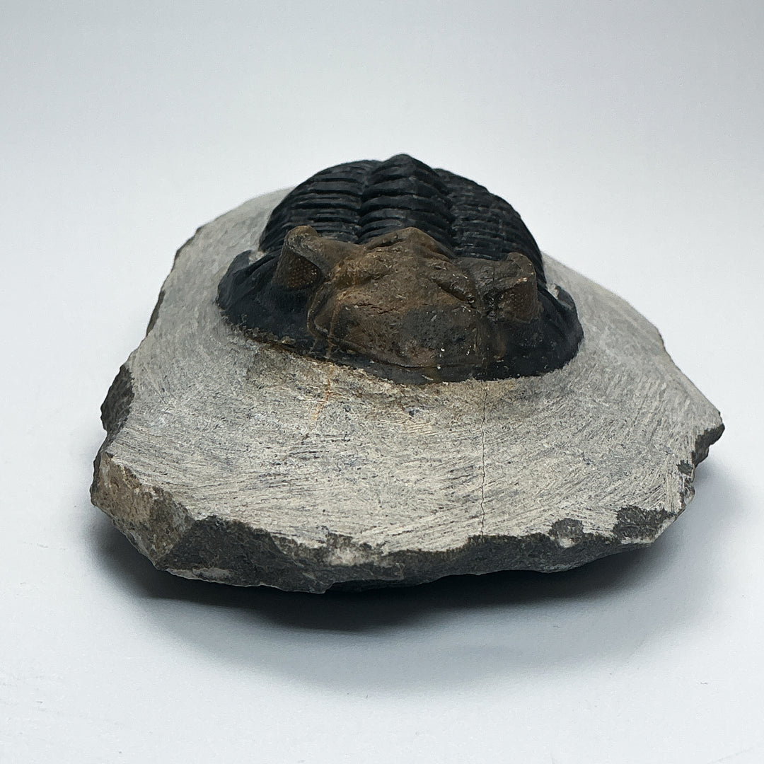 Trilobite Hollardops Fossil