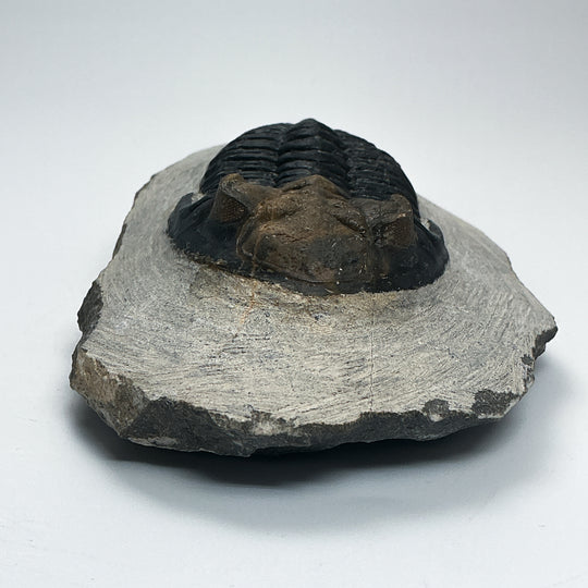 Trilobite Hollardops Fossil