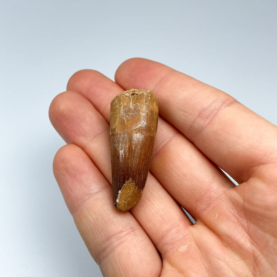 Fossilized Spinosaurus Tooth Specimen
