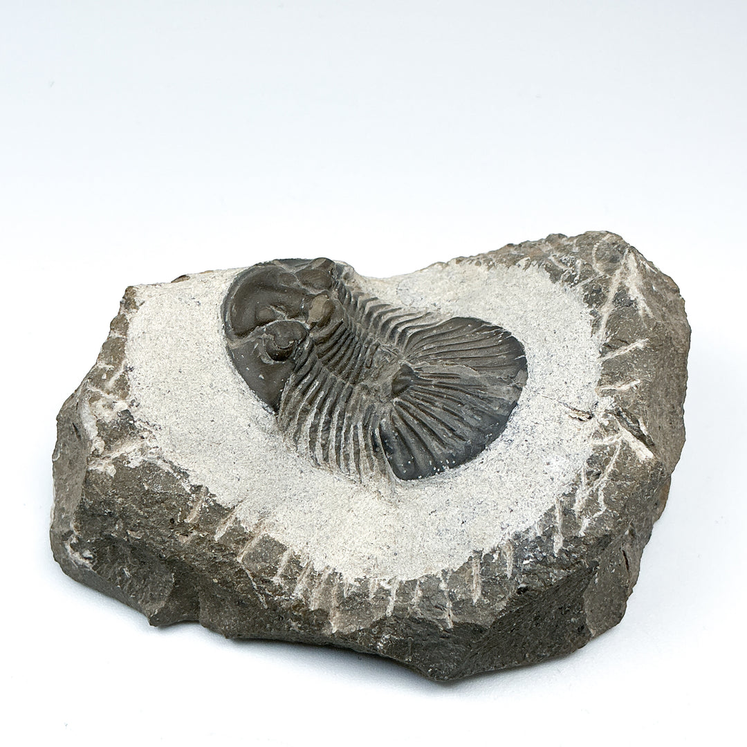 Trilobite Scutellum Fossil - Rocks and Gems Canada