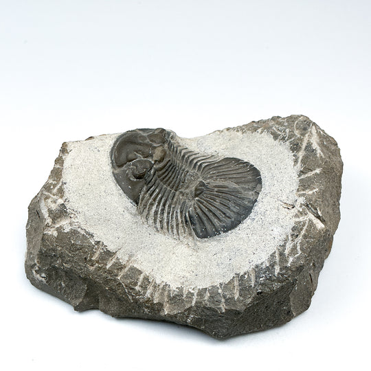 Trilobite Scutellum Fossil - Rocks and Gems Canada