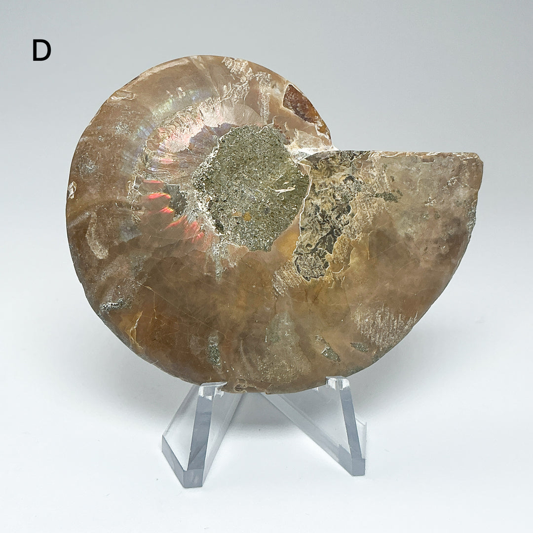 Chambered Ammonite