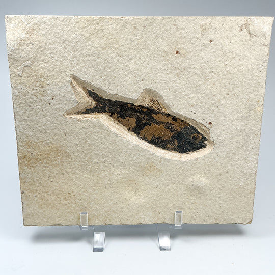 Fish Fossil