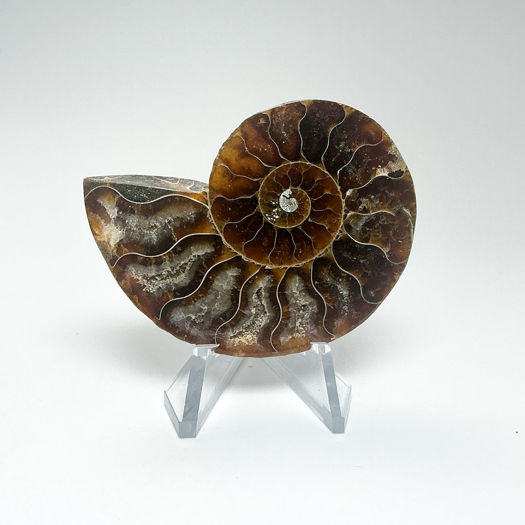 Chambered Ammonite