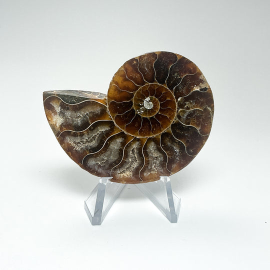 Chambered Ammonite