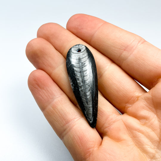 Polished Orthoceras Fossil Drilled Pendant