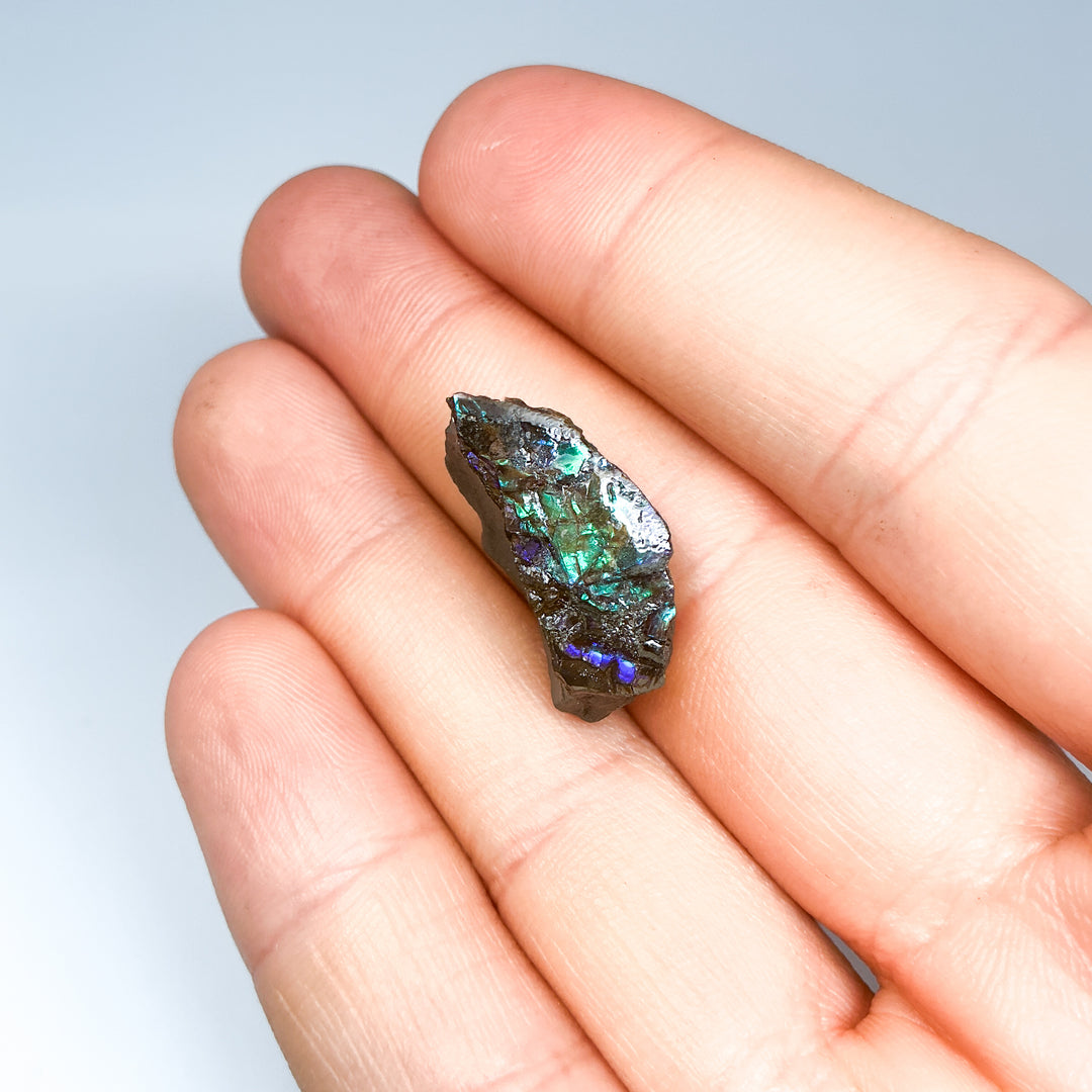 Ammolite Specimen
