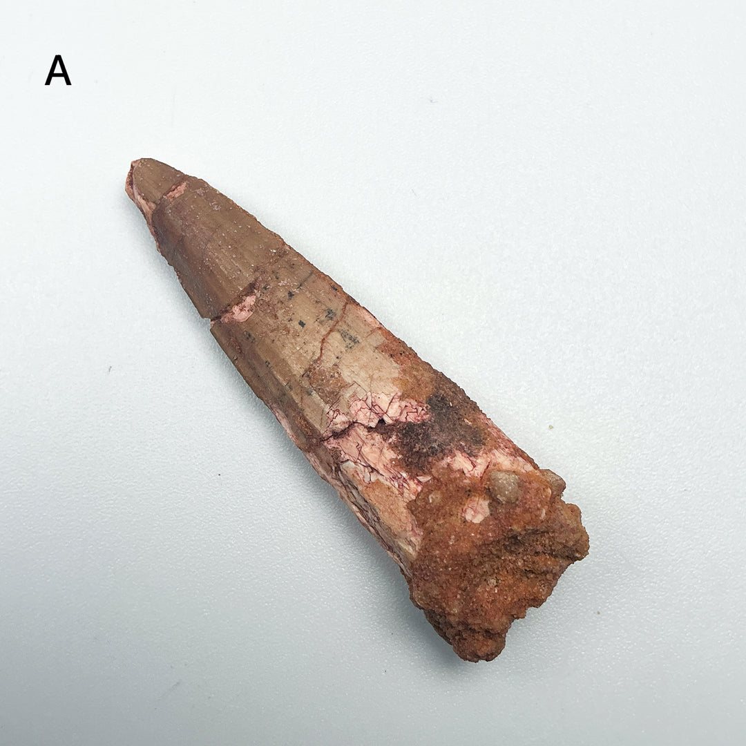 Fossilized Spinosaurus Tooth Specimen