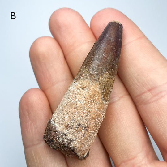 Fossilized Spinosaurus Tooth Specimen