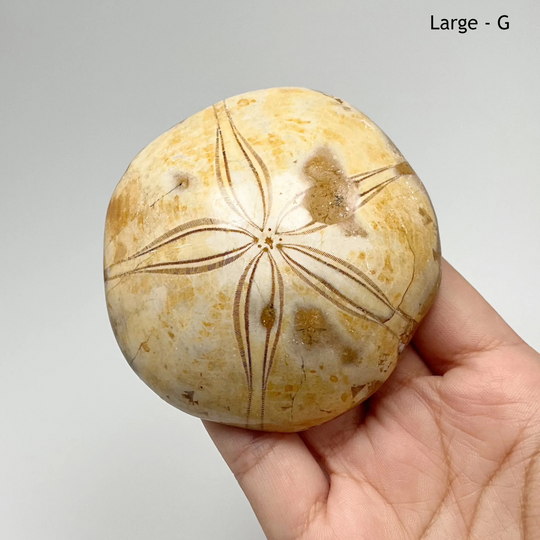Sea Urchin Fossil - Rocks and Gems Canada