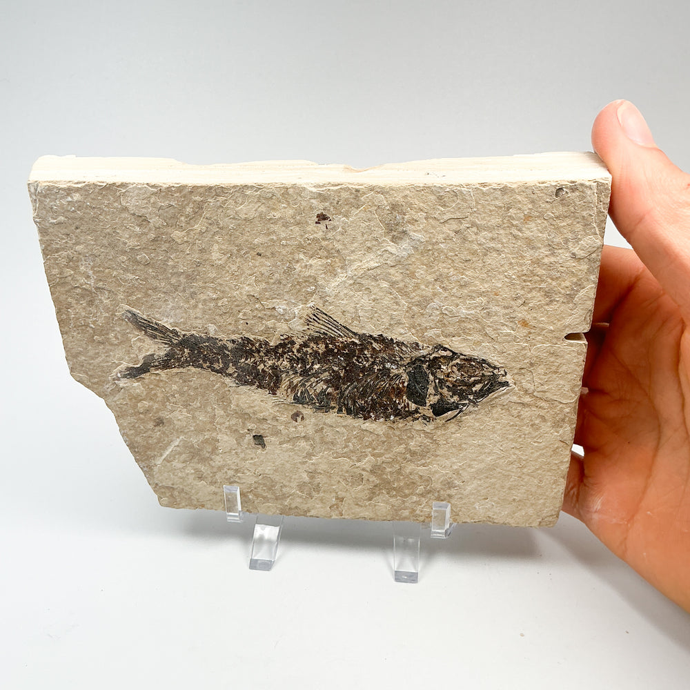Fish Fossil