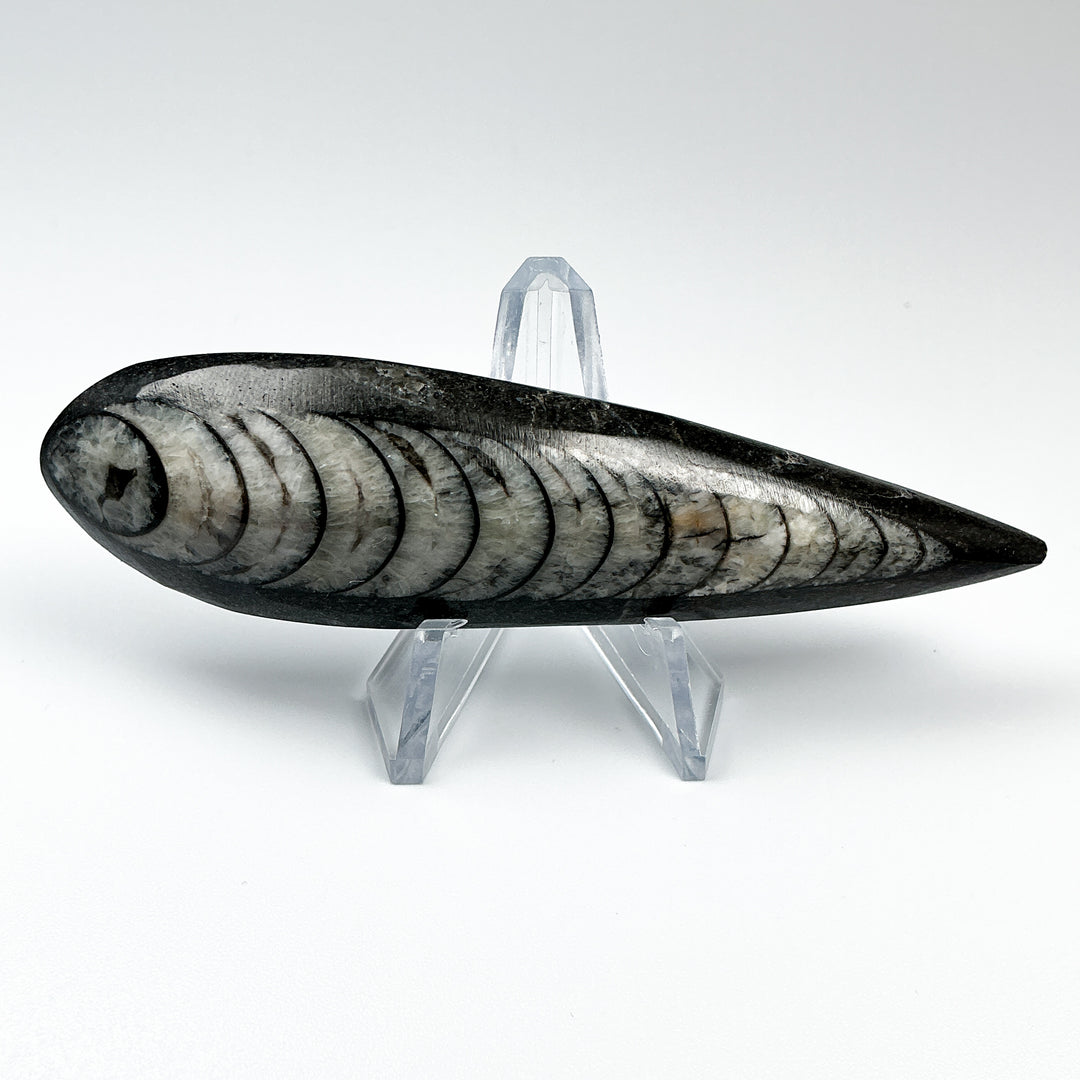 Polished Orthoceras Fossil