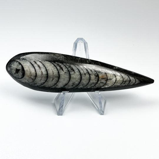 Polished Orthoceras Fossil
