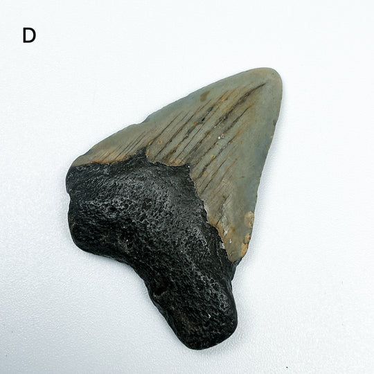 Fossilized Shark Tooth Specimen: Carcharodon Megalodon