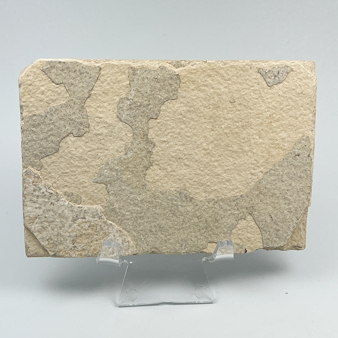 Fish Fossil