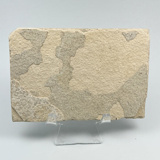 Fish Fossil