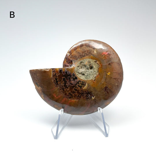 Chambered Ammonite - Rocks and Gems Canada