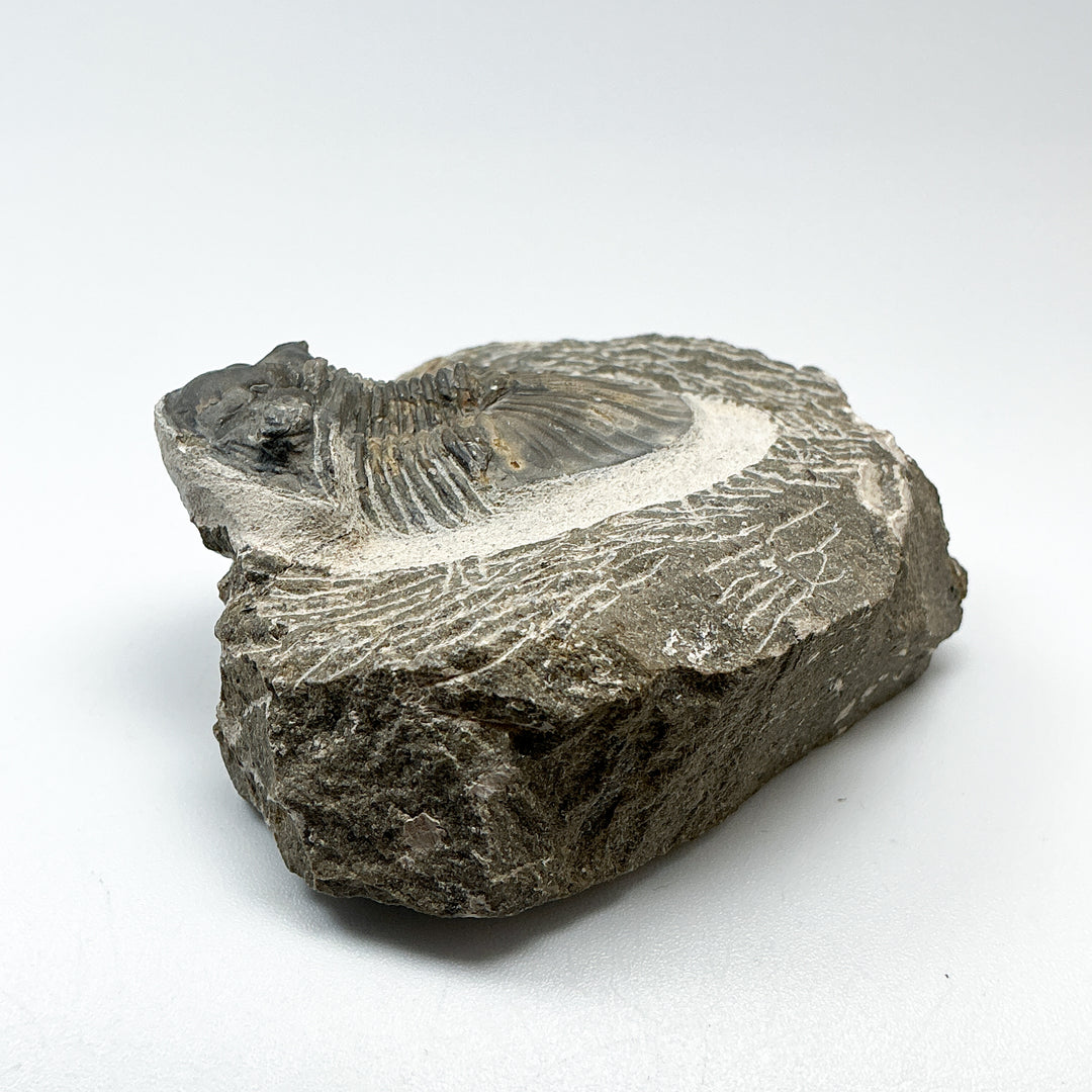 Trilobite Scutellum Fossil
