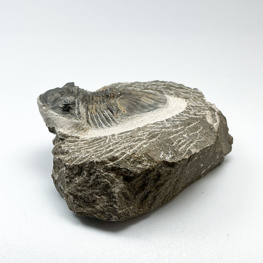 Trilobite Scutellum Fossil