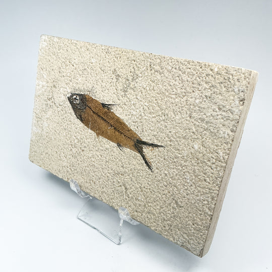 Fish Fossil - Rocks and Gems Canada