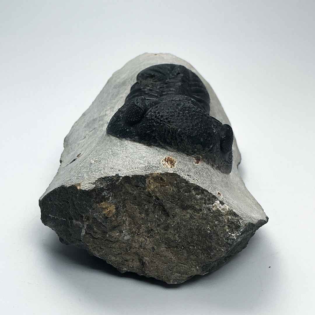 Trilobite Phacops Fossil