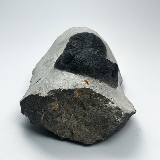 Trilobite Phacops Fossil