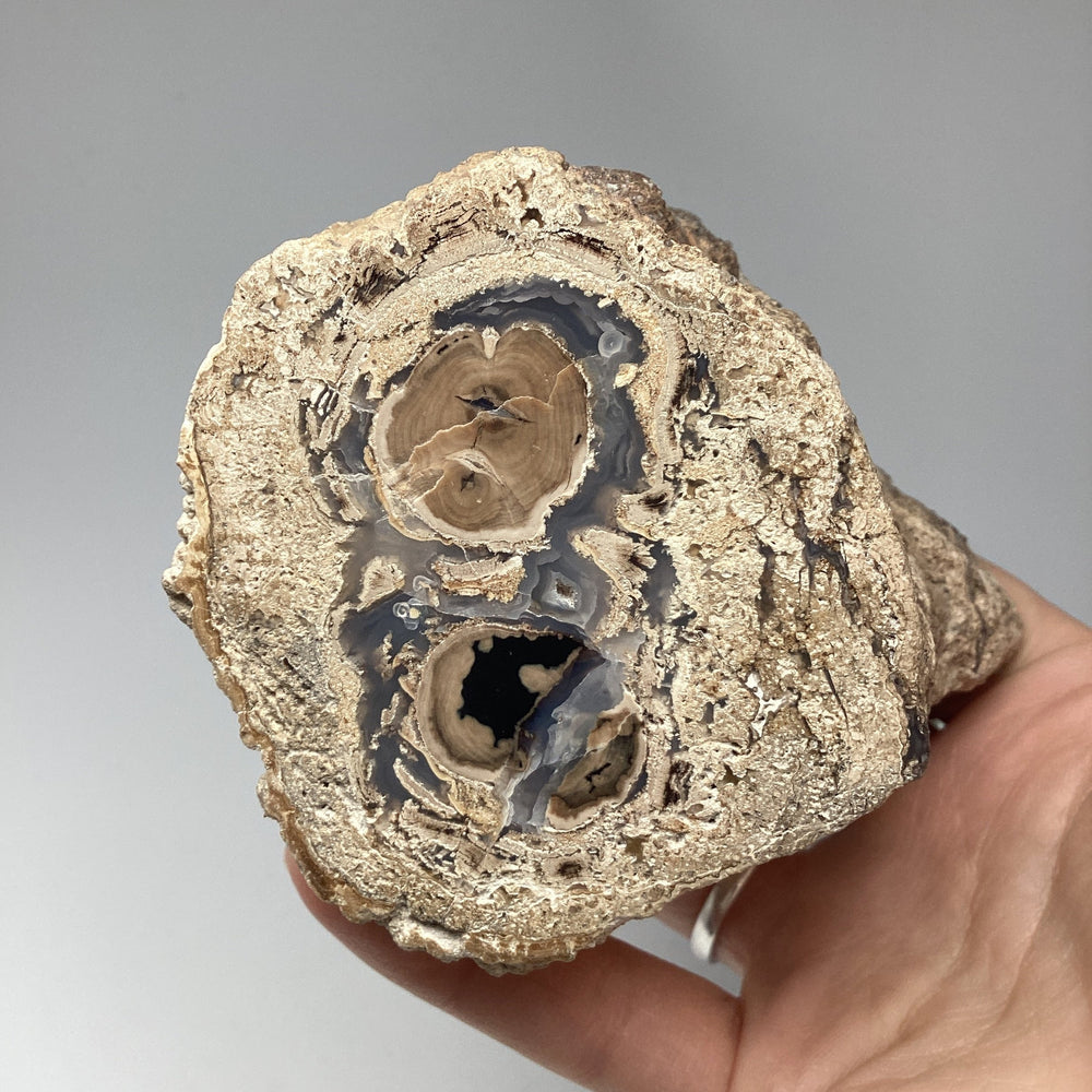 Petrified Wood Branch