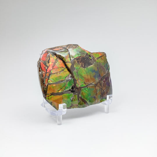 Ammolite Specimen - Rocks and Gems Canada