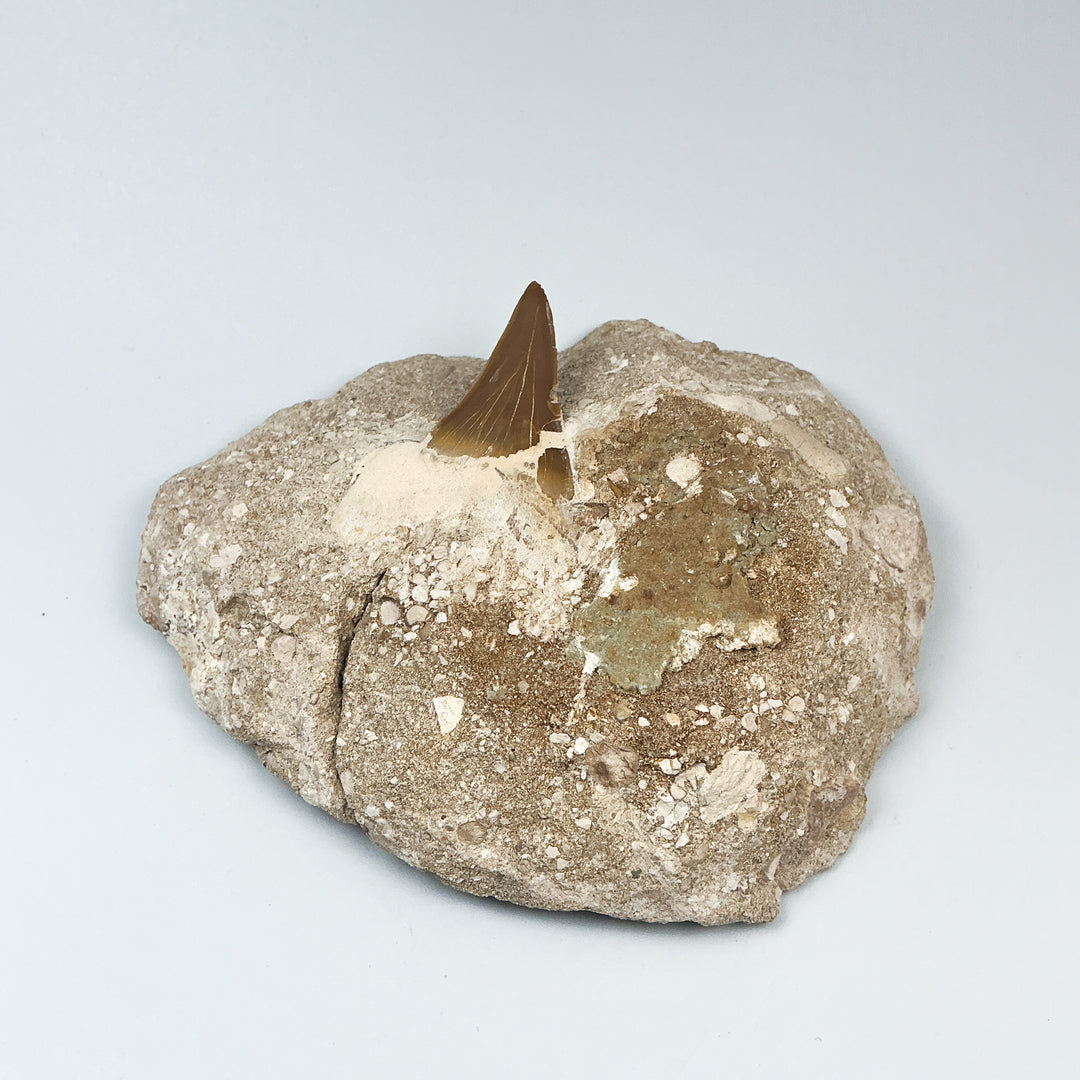 Fossilized Otodus/Lamna Shark Tooth Specimen in Matrix - Rocks and Gems Canada