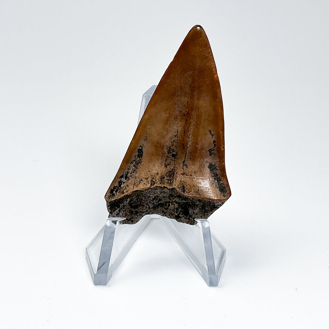 Fossilized Shark Tooth Specimen: Great White Shark