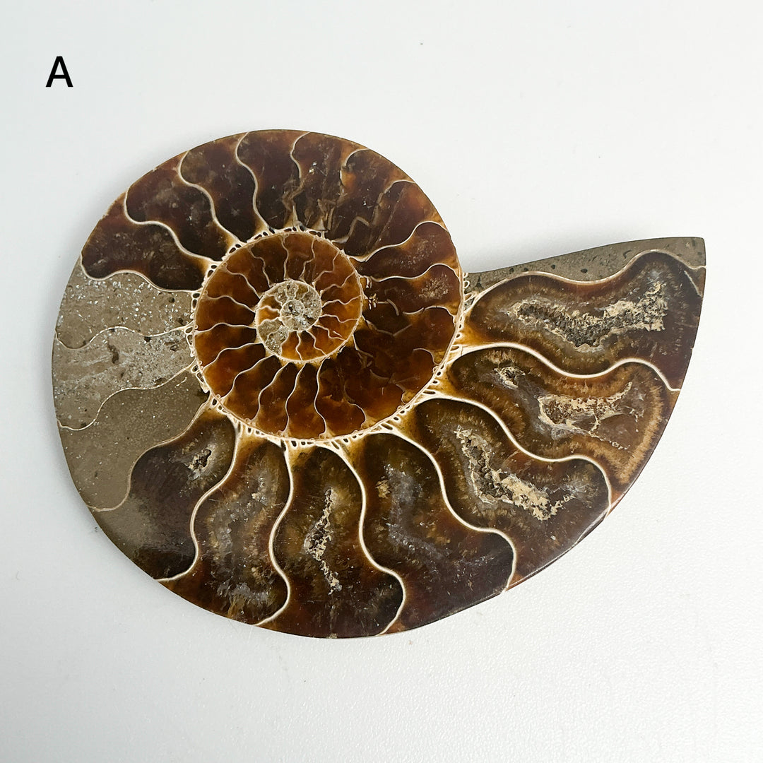 Chambered Ammonite