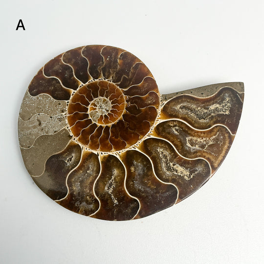 Chambered Ammonite