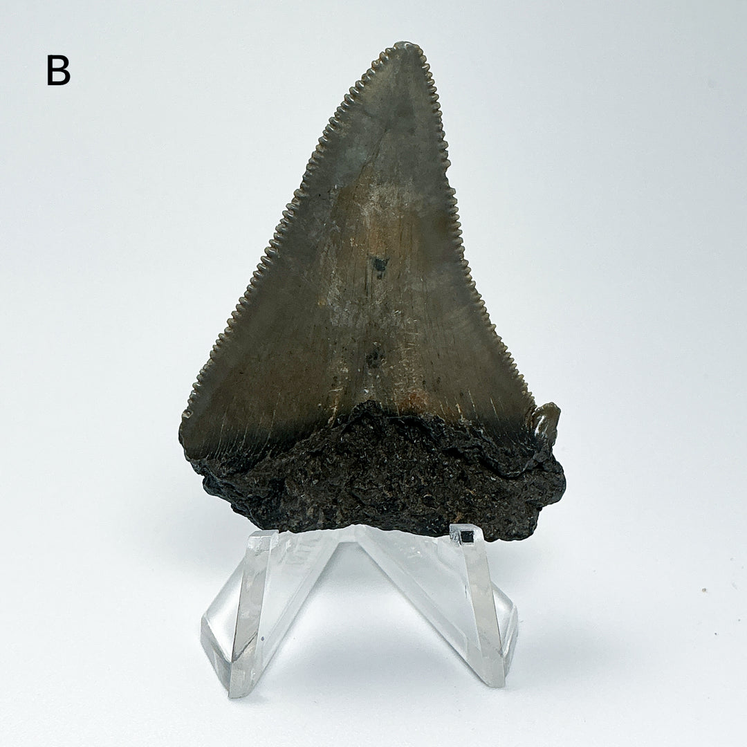 Fossilized Shark Tooth Specimen: Carcharodon Megalodon